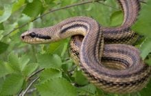 Крупнейшая змея Европы продвигается на север: ее уже видят в Германии
