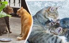Почему коты вылизывают друг друга: это не всегда проявление заботы