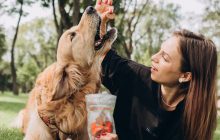 Як читати склад корму для собак і котів: 5 речей, які радить перевіряти український виробник PRACTIK