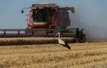 Аисты всё чаще залетают во дворы: орнитолог объяснил поведение птиц