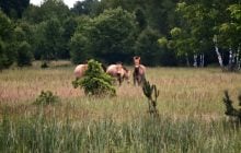 В районе Чернобыля увеличился табун уникальных диких лошадей (фото)