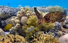 Кораллам Большого барьерного рифа грозит еще одно обесцвечивание: ученые назвали причину