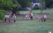 У Чорнобильській зоні помітили гарем рідкісних коней (фото)