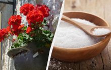 Как оживить засохшую герань: поможет кухонное средство
