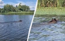 Держат клыки над водой: возле Чернобыля засняли необычных пловцов (видео)