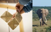 Ученые создали охлаждающую цементную плитку, вдохновленную кожей слонов