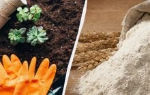 Пригодится не только на кухне: зачем опытные садоводы посыпают мукой двор