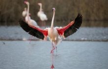 Таємниця фламінго: чому ці птахи стоять на одній нозі