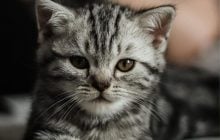 Как назвать серого котенка - мальчика и девочку: красивые, необычные и смешные клички