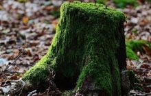 Як позбутися коріння дерев і пеньків природним способом: поради експертів