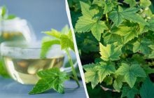 Нічим не гірше м'яти та ромашки: як приготувати чай із листя смородини та чим він корисний