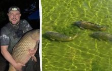 У Дніпрі впіймали гігантського коропа вагою майже 15 кг (відео)