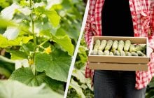 Огурцы дадут второй урожай до осени: что нужно сделать уже сейчас