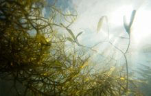 Ученые выяснили, почему океан заполонили зловонные водоросли: проблема только усугубляется
