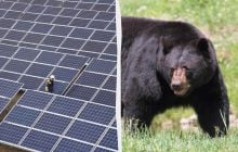 На сонячну ферму повадилися ведмеді: їх зупинила армія зі 180 тисяч бджіл