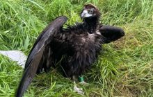 Гриф Берлін пролетів пів Європи й опинився в Україні: чим закінчилася його мандрівка