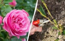 Розы на клумбе отцвели: что с ними сделать дальше и как обрезать
