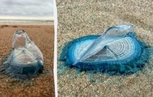 На пляж в Англии вынесло сотни синих морских существ: почему к ним лучше не прикасаться