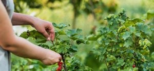Попелиця на смородині скрутила листя: чим обприскати кущі, щоб через 2 дні збирати ягоди