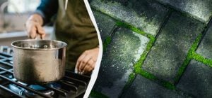 Картопляний відвар допомагає вирішити поширену проблему на ділянці: про що йдеться