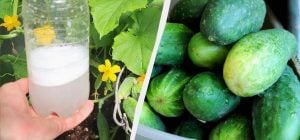 Огурцы надо подкормить, пока они плодоносят: чем полить кусты в июле