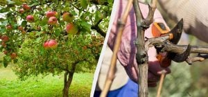 Садівники назвали 9 рослин, які обов’язково обрізають у липні для швидкого росту