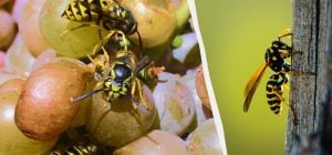 Пару пустых бутылок - и осы даже не притронутся к винограду: как защитить грозди без химии