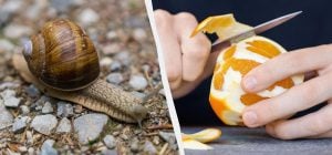 Прогоняю улиток с огорода за одну ночь: простая ловушка защитит грядки лучше химии