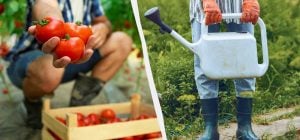 Ллю це під кущ - помідори аж тріскаються від соку: чим підгодувати посадки в липні