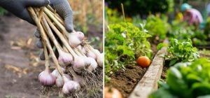 Грядка после чеснока и лука ещё принесёт урожай: что посеять в июле