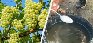 Літнє підживлення винограду: чим полити кущ для солодких та великих ягід