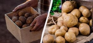 Де зберігати картоплю в квартирі: залишиться свіжою і не проросте за 6 місяців