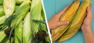 Якісну кукурудзу можна визначити ще на прилавку: фермери поділилися корисним лайфхаком