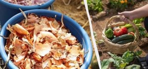 Цибулеве лушпиння - безкоштовне добриво для ділянки: які рослини його люблять
