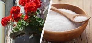Як оживити засохлу герань: допоможе кухонний засіб