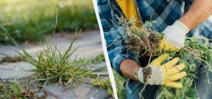 Одна кружка на землю - и сорняки отмирают: как за 5 минут рассчистить заросшие тропинки