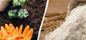 Пригодится не только на кухне: зачем опытные садоводы посыпают мукой двор