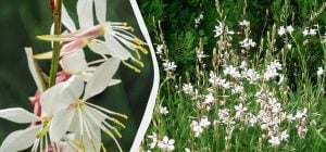 Ця невибаглива рослина цвіте до листопада й майже не потребує догляду