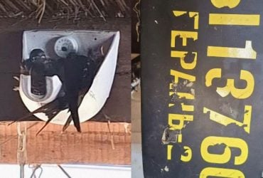 В Одесской области ласточки свили гнездо в обломке Шахеда: опубликовано трогательное видео
