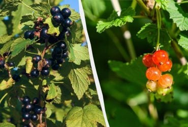 Ягоды смородины и крыжовника могут опасть до созревания: как их поддержать в июле