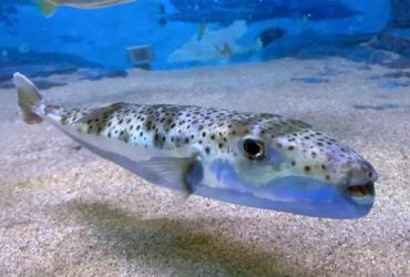 Из-за потепления Средиземное море заполонила ядовитая рыба: за её вылов Греция обещает деньги