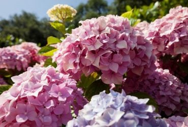 Що робити з гортензіями після цвітіння: 5 кроків для пишних суцвіть наступного року