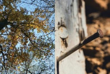 Поруч з пожовклими деревами заривали іржаві цвяхи: чи справді це допомагало