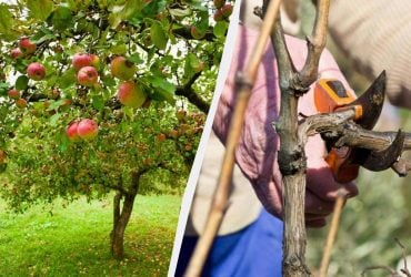 Садівники назвали 9 рослин, які обов’язково обрізають у липні для швидкого росту