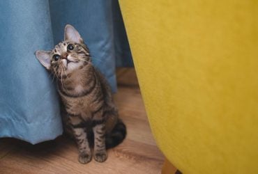 Коти можуть розуміти людські слова: як перевірити, чи слухає вас улюбленець