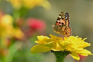 23 липня погода в Україні буде справжній рахат-лукум, - синоптикиня Діденко