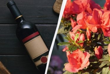 Рослини не засохнуть під час відпустки: як використати пляшку з-під вина для поливу