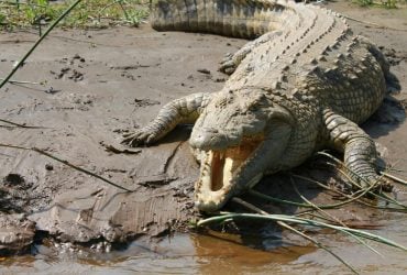 Ця річка тече через 11 країн і приховує одних із найнебезпечніших тварин на Землі