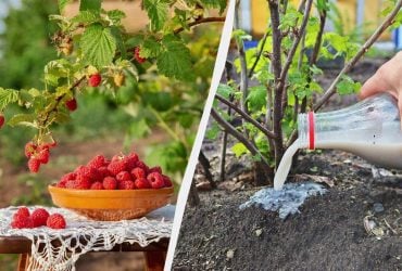 Яке добриво дати малині під час дозрівання ягід: народне підживлення