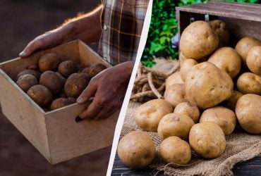 Де зберігати картоплю в квартирі: залишиться свіжою і не проросте за 6 місяців